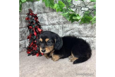 成約済の愛知県のミニチュアダックスフンド(ロングヘアード)-237396の5枚目