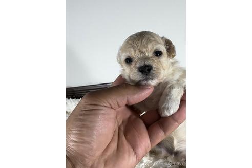 成約済の福岡県のマルプー:マルチーズ×トイプードル-237401の1枚目
