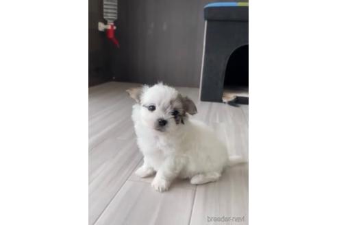 成約済の福岡県のチワマル:チワワ×マルチーズ-234392の2枚目