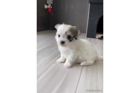 成約済の福岡県のチワマル:チワワ×マルチーズ-234392の3枚目