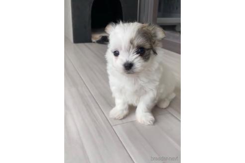 成約済の福岡県のチワマル:チワワ×マルチーズ-234392の4枚目