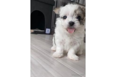 成約済の福岡県のチワマル:チワワ×マルチーズ-234392の1枚目