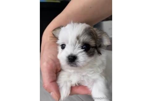 成約済の福岡県のチワマル:チワワ×マルチーズ-234392の5枚目