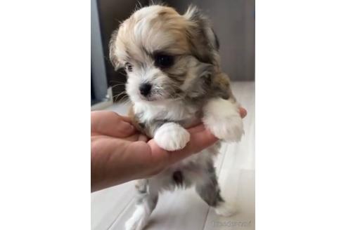 成約済の福岡県のチワマル:チワワ×マルチーズ-234387の2枚目