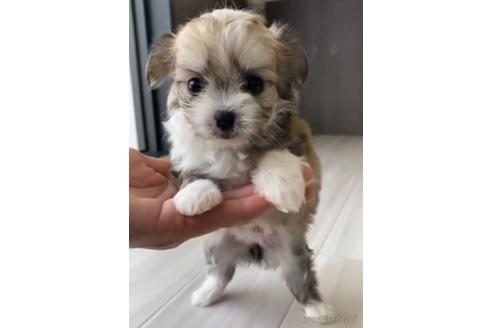 成約済の福岡県のチワマル:チワワ×マルチーズ-234387の1枚目