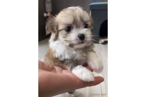 成約済の福岡県のチワマル:チワワ×マルチーズ-234387の3枚目