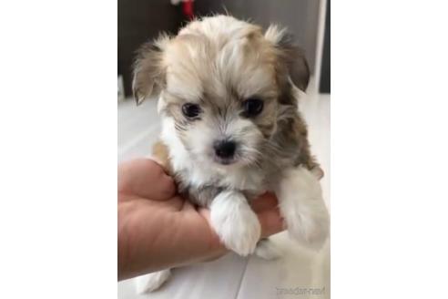 成約済の福岡県のチワマル:チワワ×マルチーズ-234387の4枚目