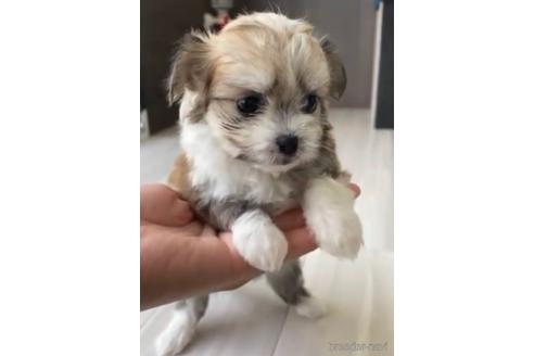 成約済の福岡県のチワマル:チワワ×マルチーズ-234387の5枚目