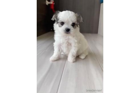 成約済の福岡県のチワマル:チワワ×マルチーズ-234391の5枚目