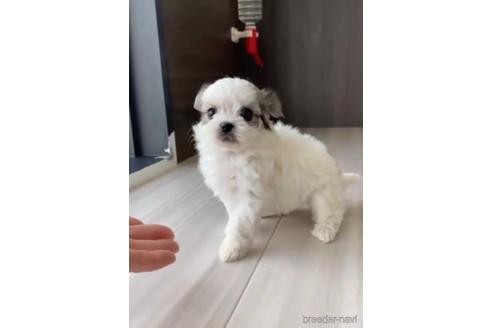 成約済の福岡県のチワマル:チワワ×マルチーズ-234391の2枚目