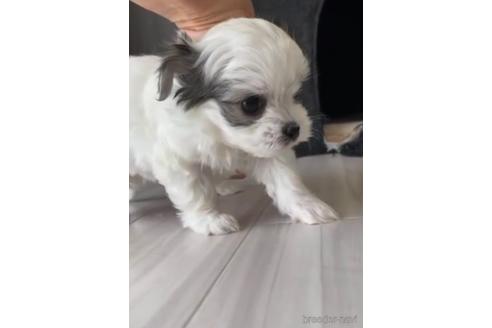 成約済の福岡県のチワマル:チワワ×マルチーズ-234391の3枚目