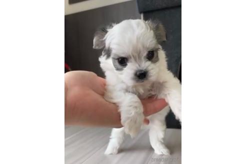 成約済の福岡県のチワマル:チワワ×マルチーズ-234391の1枚目