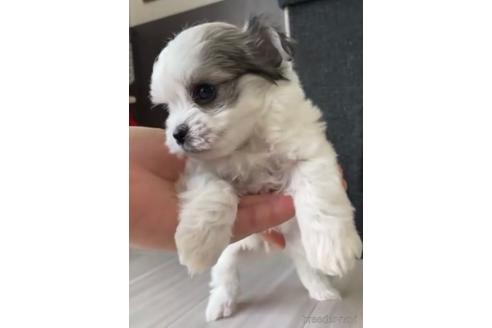 成約済の福岡県のチワマル:チワワ×マルチーズ-234391の4枚目