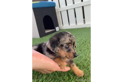 成約済の福岡県のチワックス:チワワ×ミニチュアダックスフンド-235747の5枚目