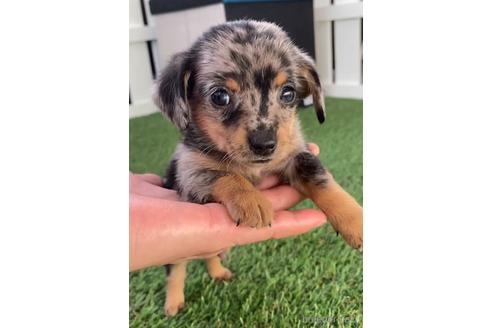 成約済の福岡県のチワックス:チワワ×ミニチュアダックスフンド-235747