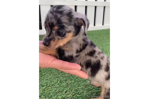 成約済の福岡県のチワックス:チワワ×ミニチュアダックスフンド-235747の2枚目