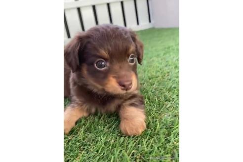 成約済の福岡県のチワックス:チワワ×ミニチュアダックスフンド-235742の9枚目