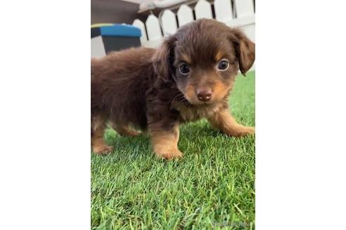 成約済の福岡県のチワックス:チワワ×ミニチュアダックスフンド-235742の5枚目