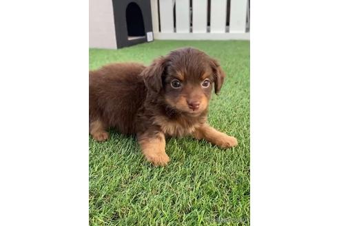 成約済の福岡県のチワックス:チワワ×ミニチュアダックスフンド-235742の6枚目