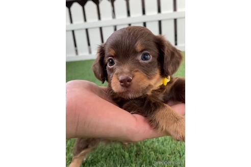 成約済の福岡県のチワックス:チワワ×ミニチュアダックスフンド-235741の8枚目