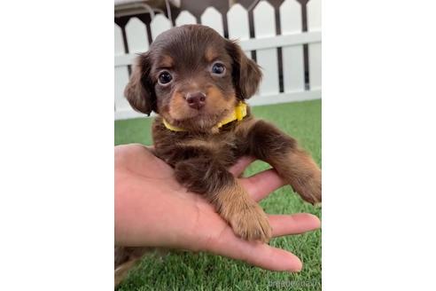 成約済の福岡県のチワックス:チワワ×ミニチュアダックスフンド-235741の6枚目