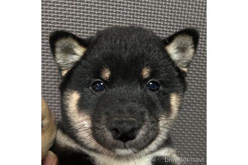 成約済の福岡県の豆柴-231356の1枚目