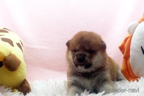 成約済の栃木県の柴犬-237440