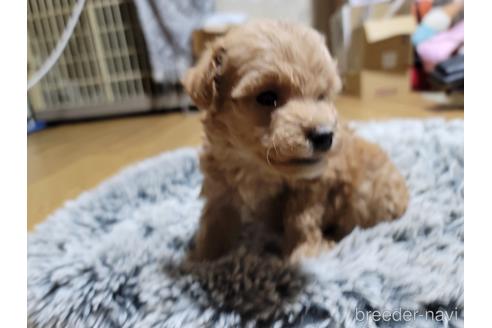 成約済の千葉県のトイプードル-232687の4枚目
