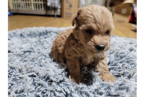 成約済の千葉県のトイプードル-232687の1枚目