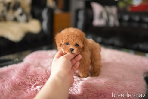 成約済の茨城県のティーカッププードル-232439の1枚目