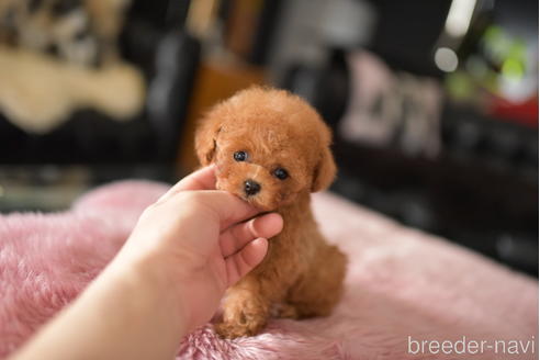 成約済の茨城県のティーカッププードル-232439の3枚目