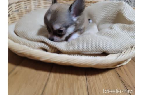 成約済の千葉県のチワワ(ロングコート)-237452の2枚目