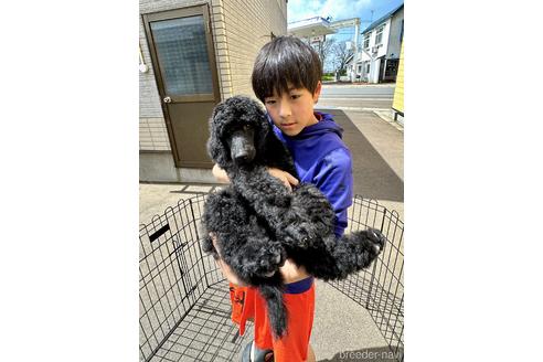 販売中の青森県のスタンダードプードル-232755