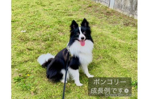 成約済の東京都のミックス犬-234761の2枚目