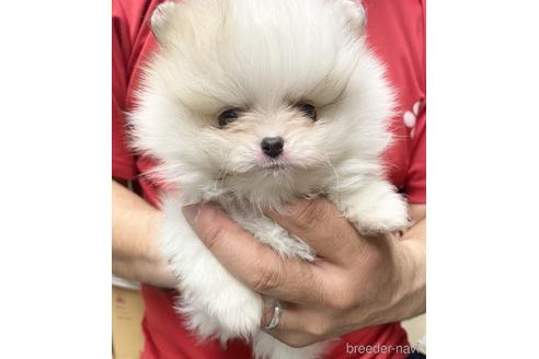 成約済の静岡県のポメラニアン-235060の3枚目