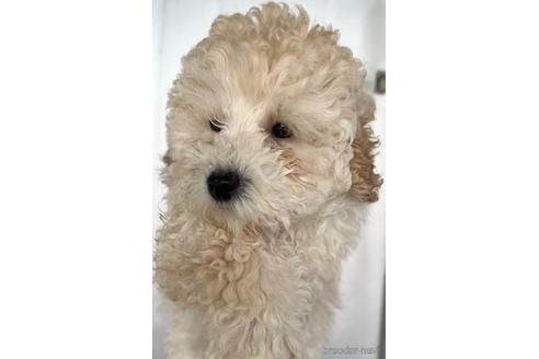 成約済の茨城県のトイプードル-232014の3枚目