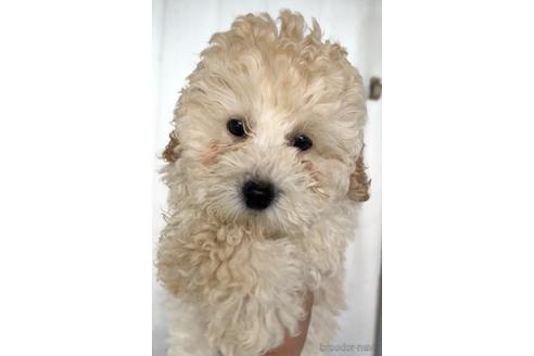成約済の茨城県のトイプードル-232014の2枚目