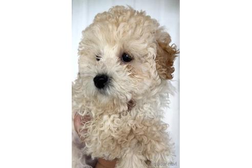 成約済の茨城県のトイプードル-232014の5枚目