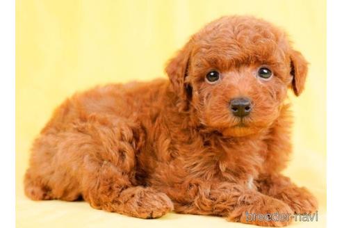 成約済の千葉県のトイプードル-237608の4枚目