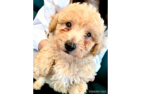 成約済の静岡県のミックス犬-237613の12枚目
