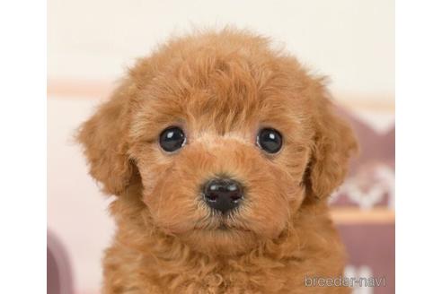 成約済の千葉県のトイプードル-237641の1枚目