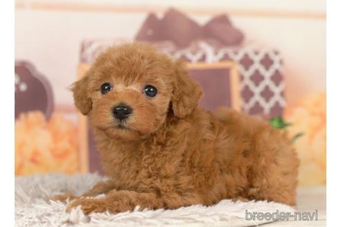 成約済の千葉県のトイプードル-237641の5枚目