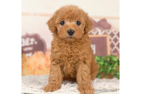 成約済の千葉県のトイプードル-237641の4枚目