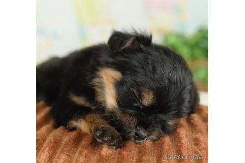 成約済の千葉県のヨーチー:ヨークシャーテリア×チワワ-237658の4枚目