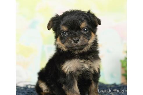 成約済の千葉県のヨーチー:ヨークシャーテリア×チワワ-237658の1枚目