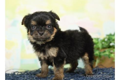 成約済の千葉県のヨーチー:ヨークシャーテリア×チワワ-237658の5枚目