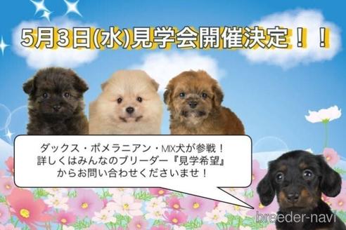 成約済の千葉県のヨーチー:ヨークシャーテリア×チワワ-237658の3枚目