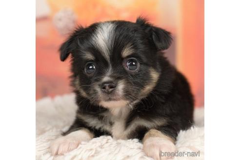 成約済の千葉県のチワワ(ロングコート)-237663の1枚目