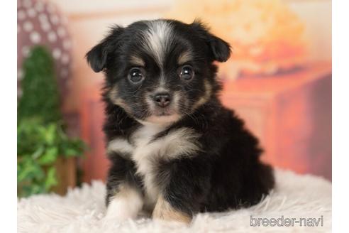 成約済の千葉県のチワワ(ロングコート)-237663の3枚目