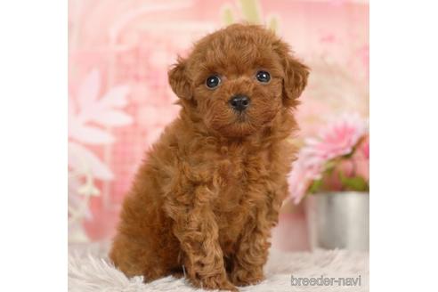 成約済の千葉県のタイニープードル-237669の4枚目